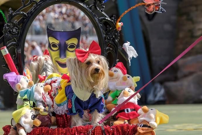 Carnaval Canino