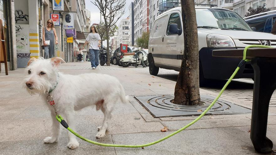 De una multa de 500 euros por dejar al perro atado a solo un aviso