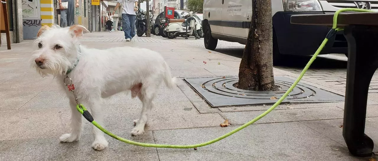 De una multa de 500 euros por dejar al perro atado a solo un aviso