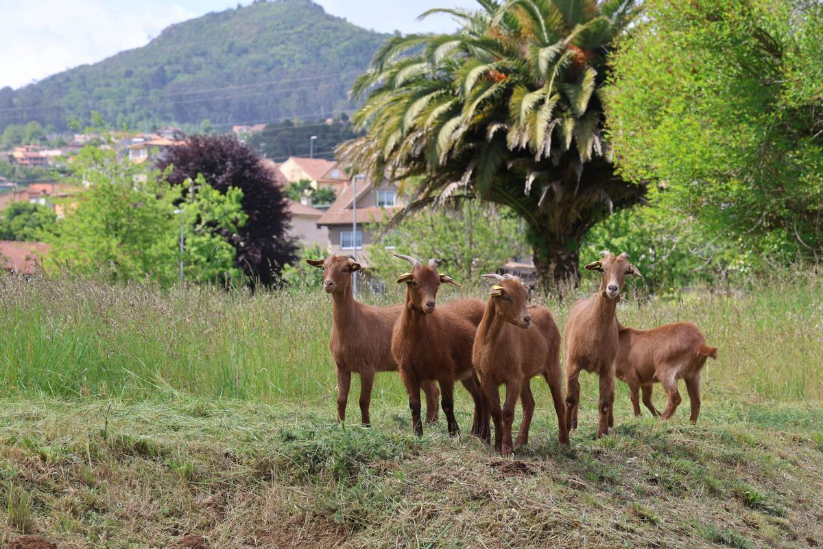 Las «ecodesbrozadoras» del Cunqueiro.