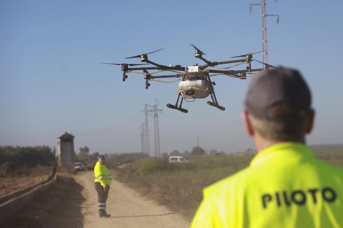 Archivo - Un dron interviene en la campaña para el tratamiento contra los mosquitos que propagan el Virus del Nilo Occidental (VNO) sobre un arrozal, en foto de archivo