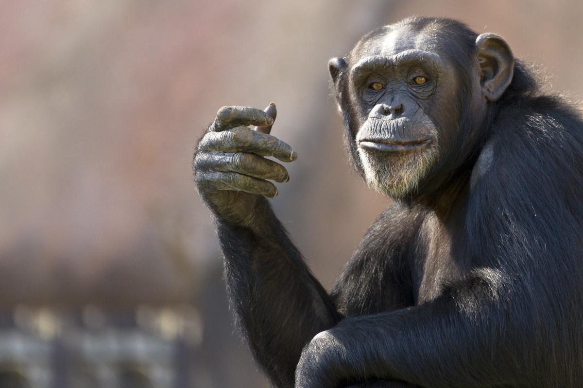 Imagen de un chimpancé.