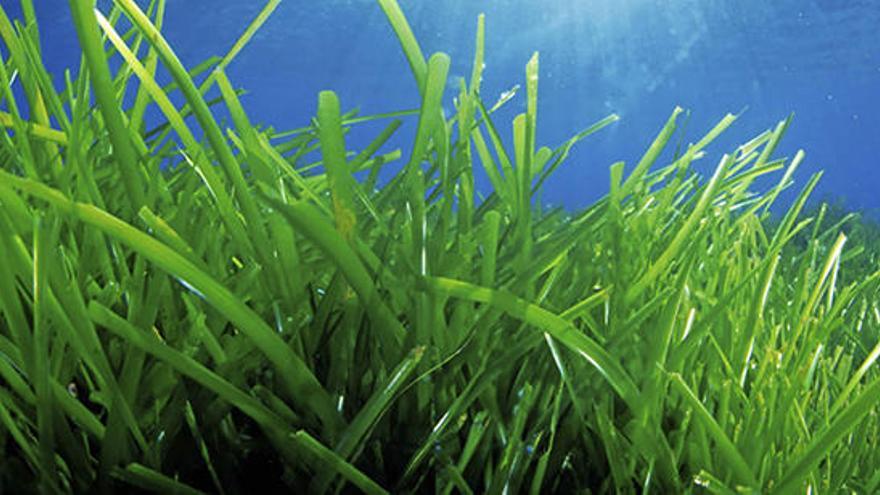 Pradera de posidonia en aguas de Formentera.