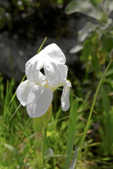 In Ariant blühen die mediterranen Pflanzen um die Wette. In dem von Heidi Gildemeister entworfenen Garten wird vieles den Launen der Natur und dem Zufall überlassen. Aber nicht alles.