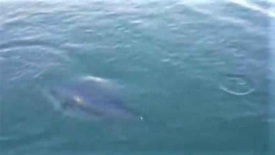 Captura de vídeo de la Trini nedant en el port.