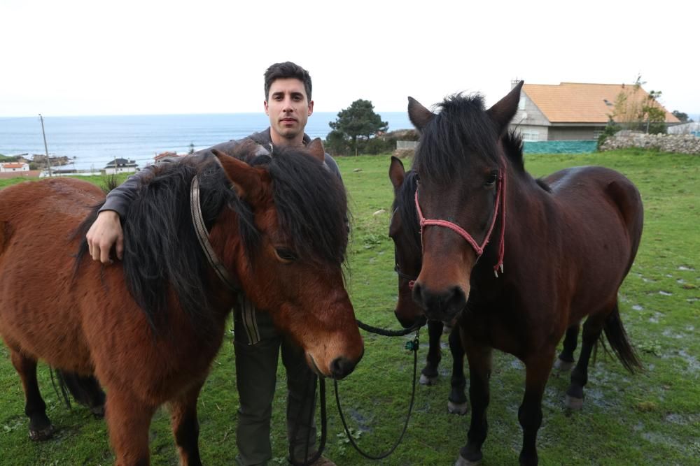 Nace en Oia el primer criadero de caballos gallegos de pura raza de la Serra da Groba