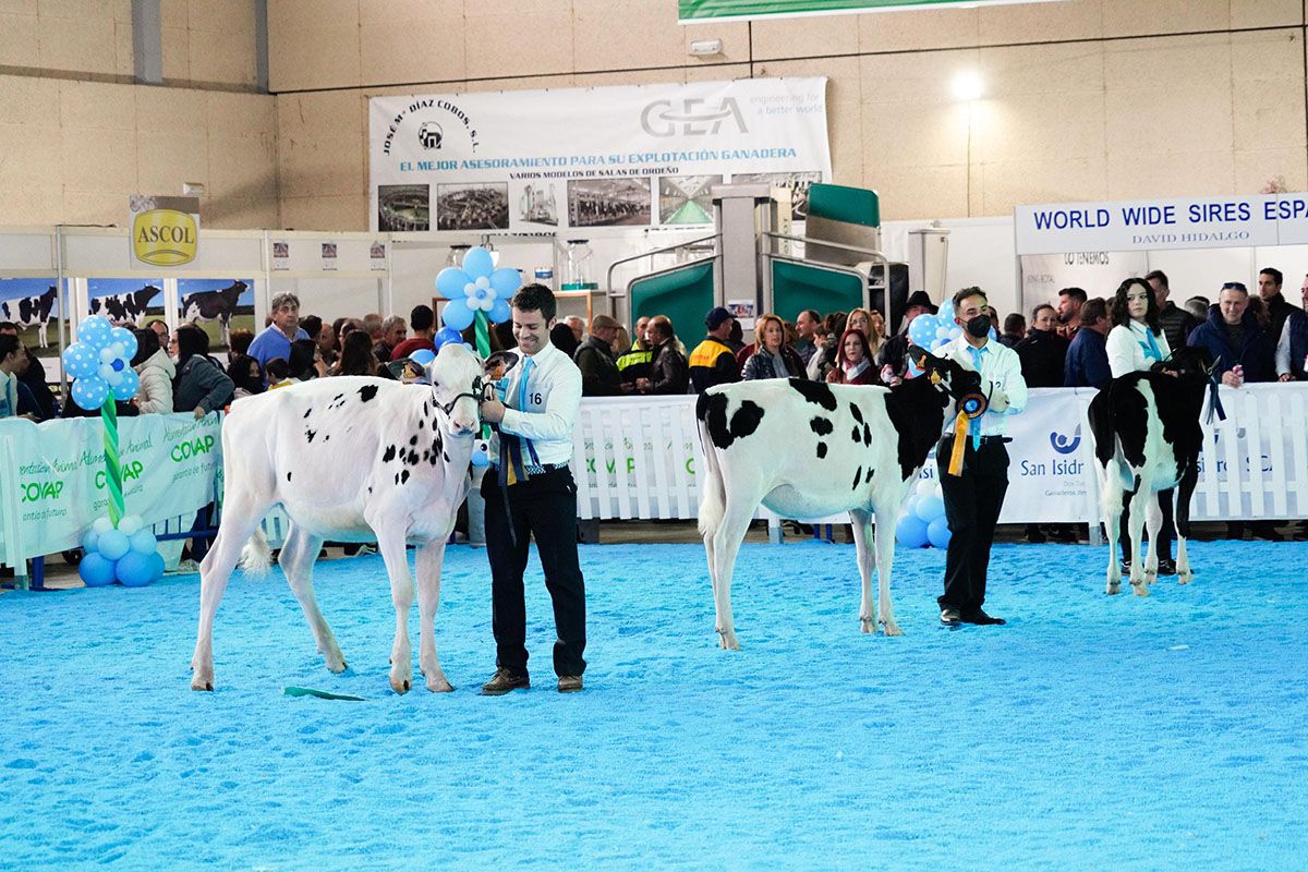 Feria de ganado vacuno holstein en Dos Torres