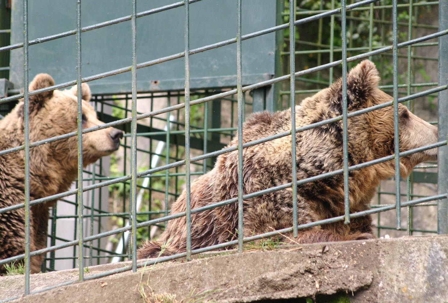 EN IMÁGENES: Así fue la vida de la osa "Paca" en el cercado de los Valles del Trubia