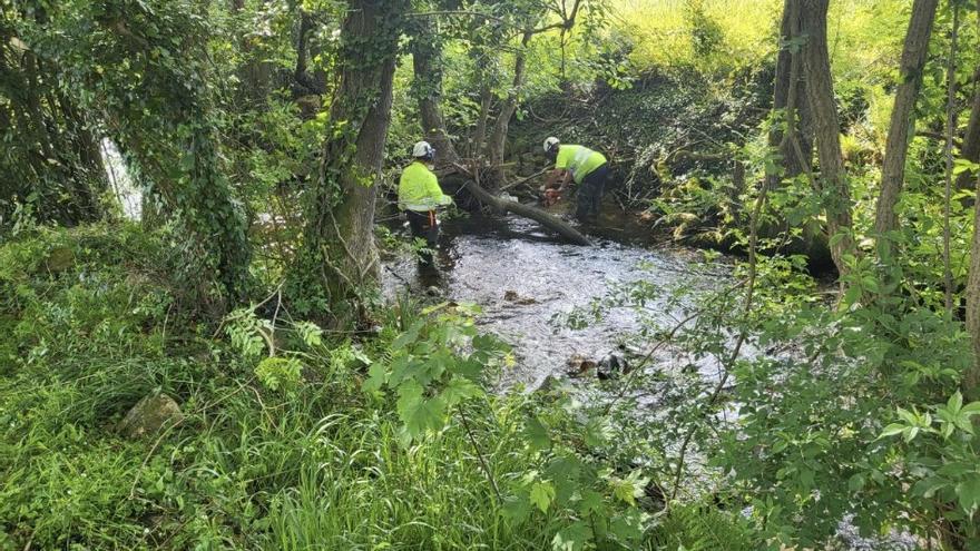 Comienzan los trabajos para retirar restos vegetales en el río Paxaras (en los que Confederación Hidrográfica del Cantábrico invierte 28.000 euros)