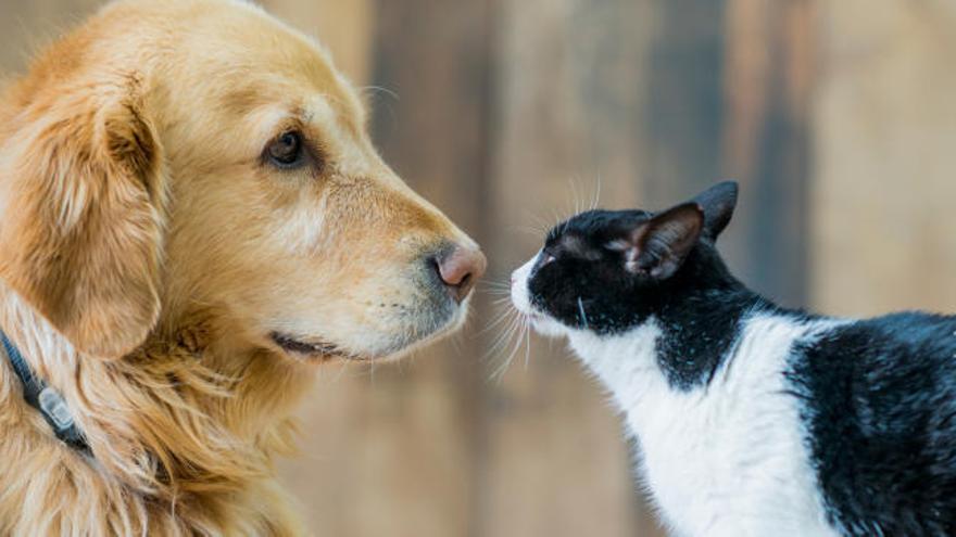 Perros y gatos dejarán de ser considerados "cosas" en España