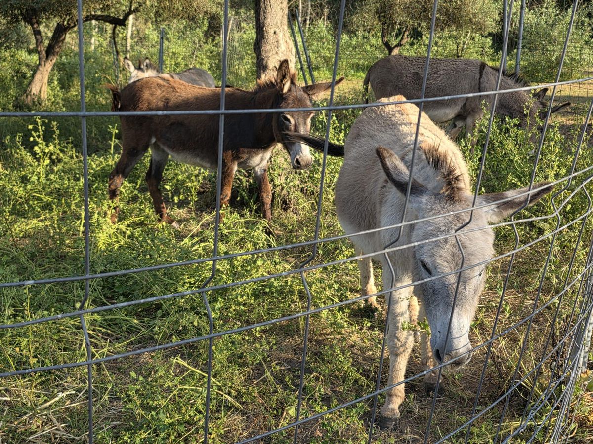 Burros en plena acción de desbroce en zonas acotadas por vallas