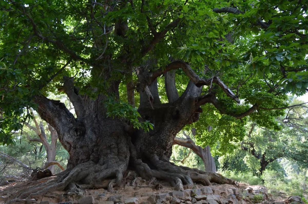 El Castaño Santo de Istán, el árbol más antiguo de Málaga, con mil años, que fue venerado por los Reyes Católicos