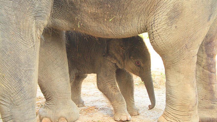 Nacido. El pequeño elefante se oculta entre las gigantescas patas de su madre, Samy, que le amamantará durante dos años.