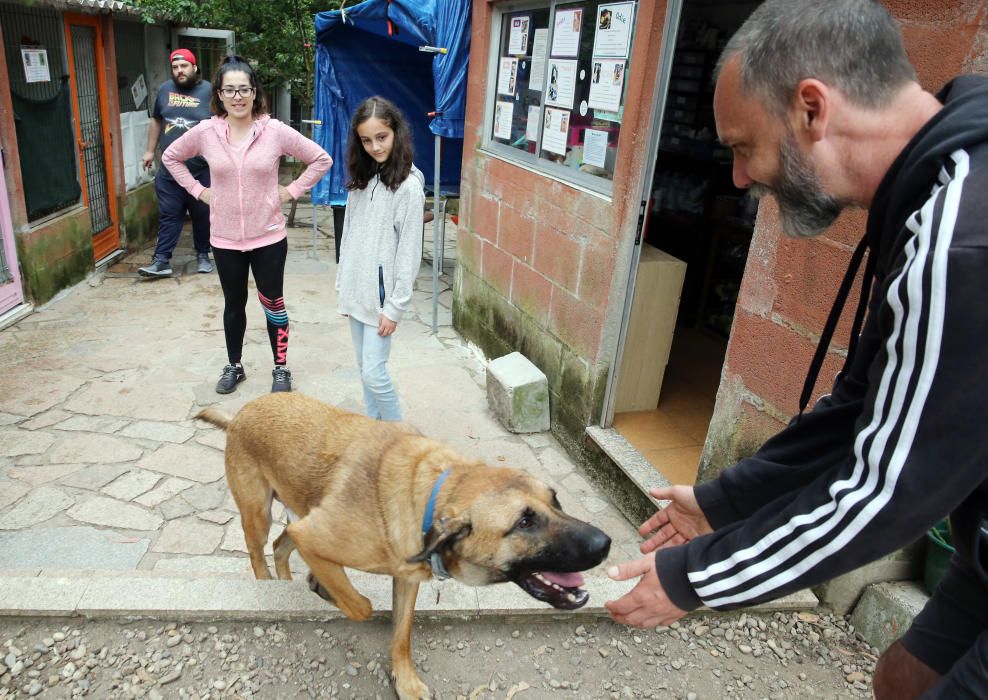 Los perros, en busca de un hogar