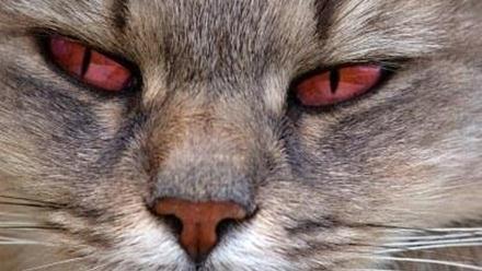 Mi gato tiene los ojos rojos - La Opinión de Málaga