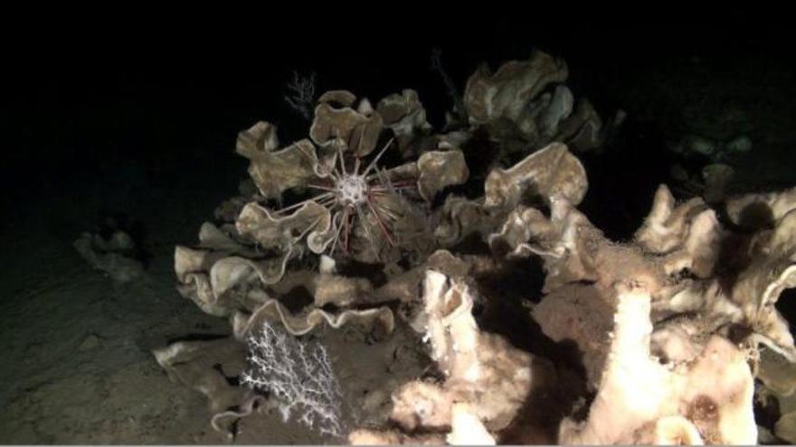 Campo de esponjas piedra y estrella descubierto en el Golfo de Valencia