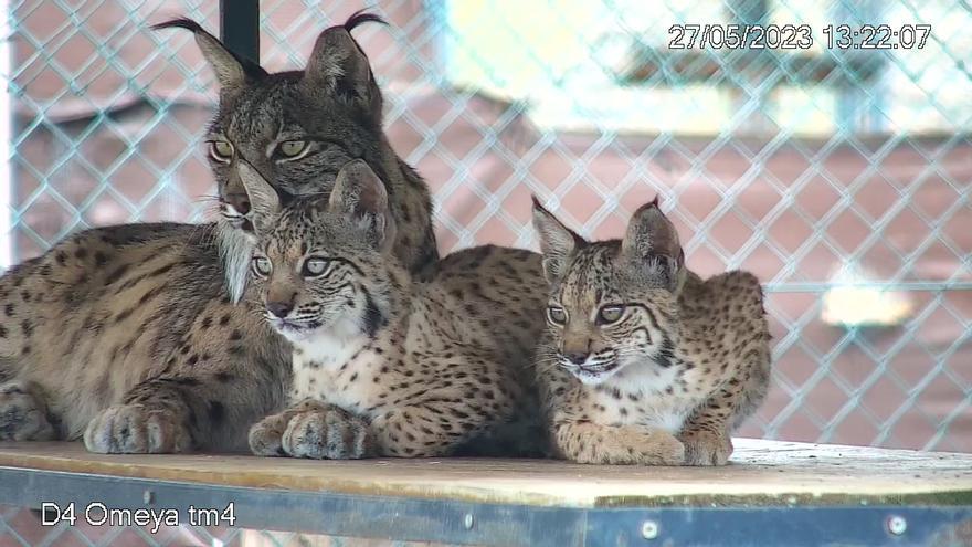 Los cachorros de lince ibérico de Zarza de Granadilla: Unicornio, Utopía y Umbra