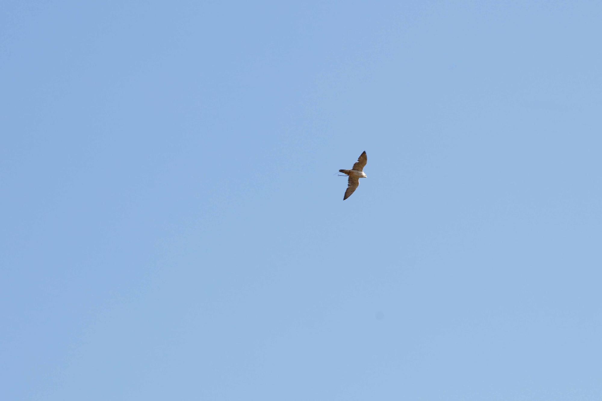 Halcones contra torcaces en Ibiza