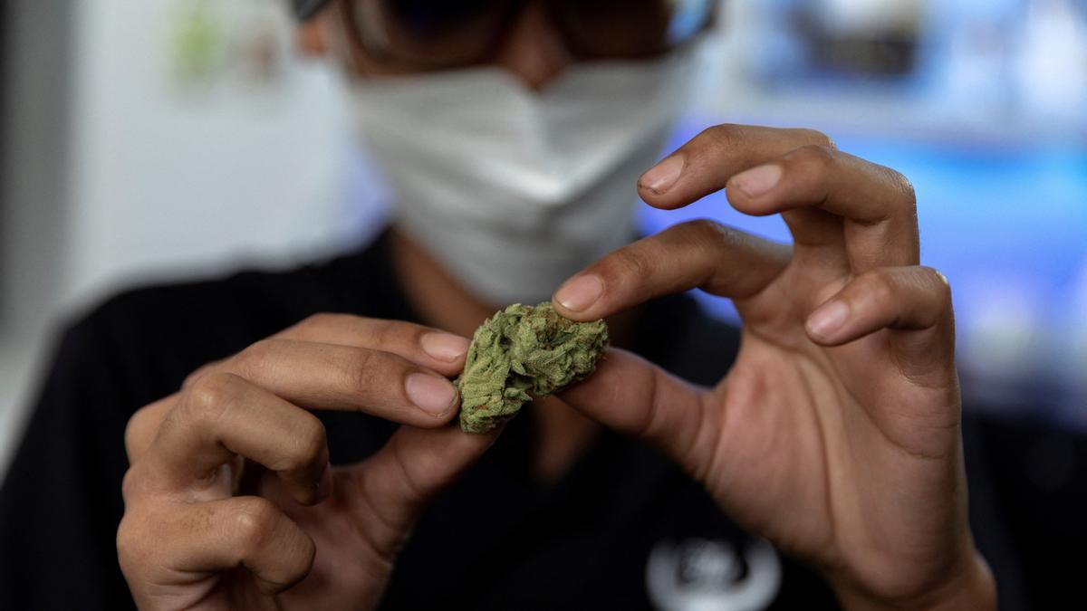 Un cliente sostiene un cogollo de marihuana en un café de Tailandia, poco después de que se legalizara en el país.