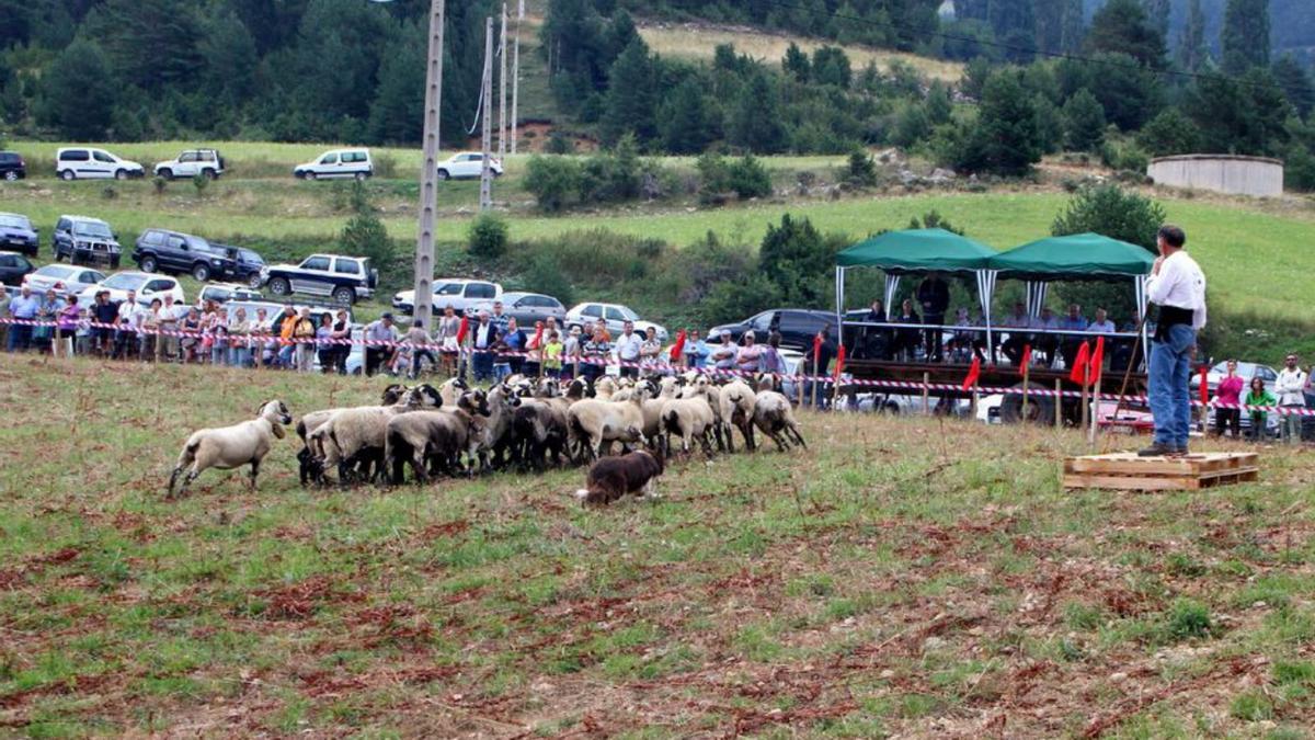 Un pastor durant el concurs de gossos d’atura d’Odèn | ARXIU/A.M.