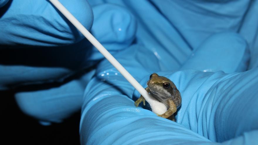 El Gobierno de Aragón y el Acuario de Zaragoza consiguen sacar adelante cerca de 250 ejemplares de rana pirenaica.