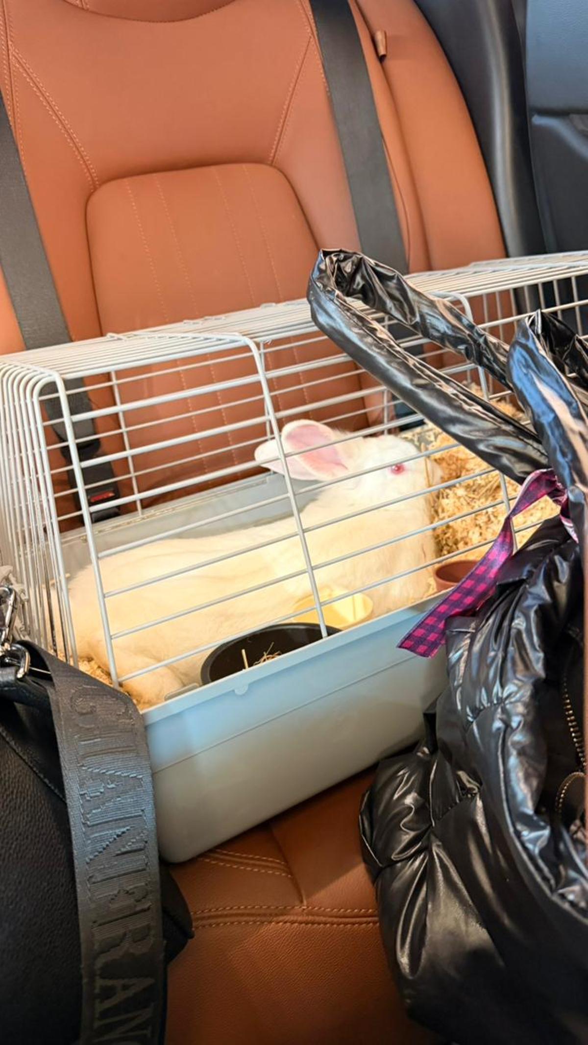 La mascota de Javier Vinue camino de un emirato interior.