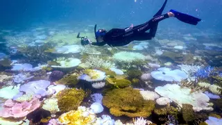 La Gran Barrera de Coral sufre su mayor declive coralino desde que hay registros