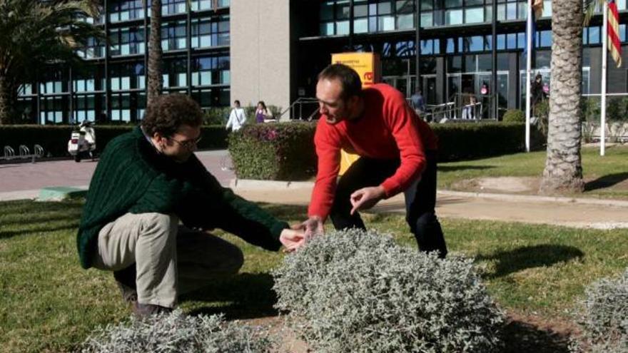 Personal de la Oficina Ambiental con ejemplares de flora autóctona en el campus de Elche.
