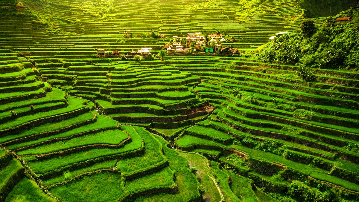 Terrazas de arroz