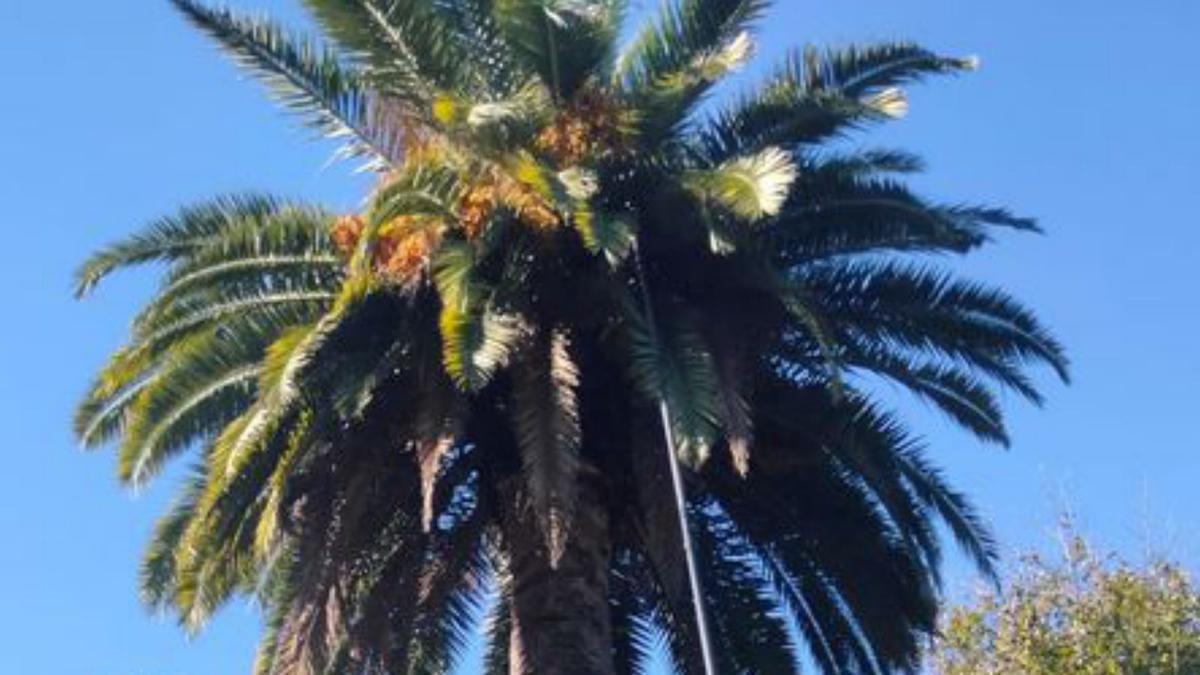 Tratamiento en una palmera.  | // FDV