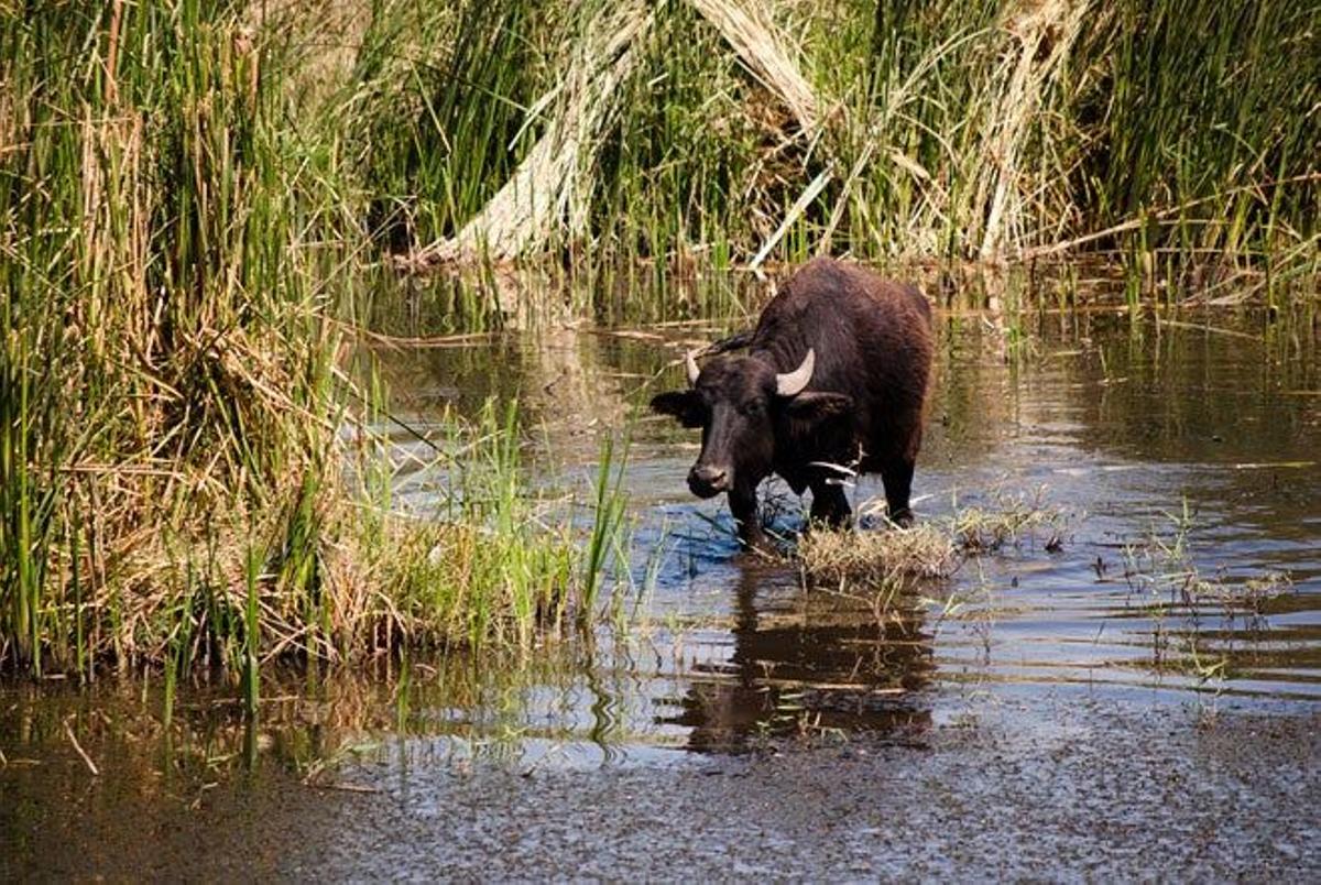 Reserva de los Humedales de Azraq