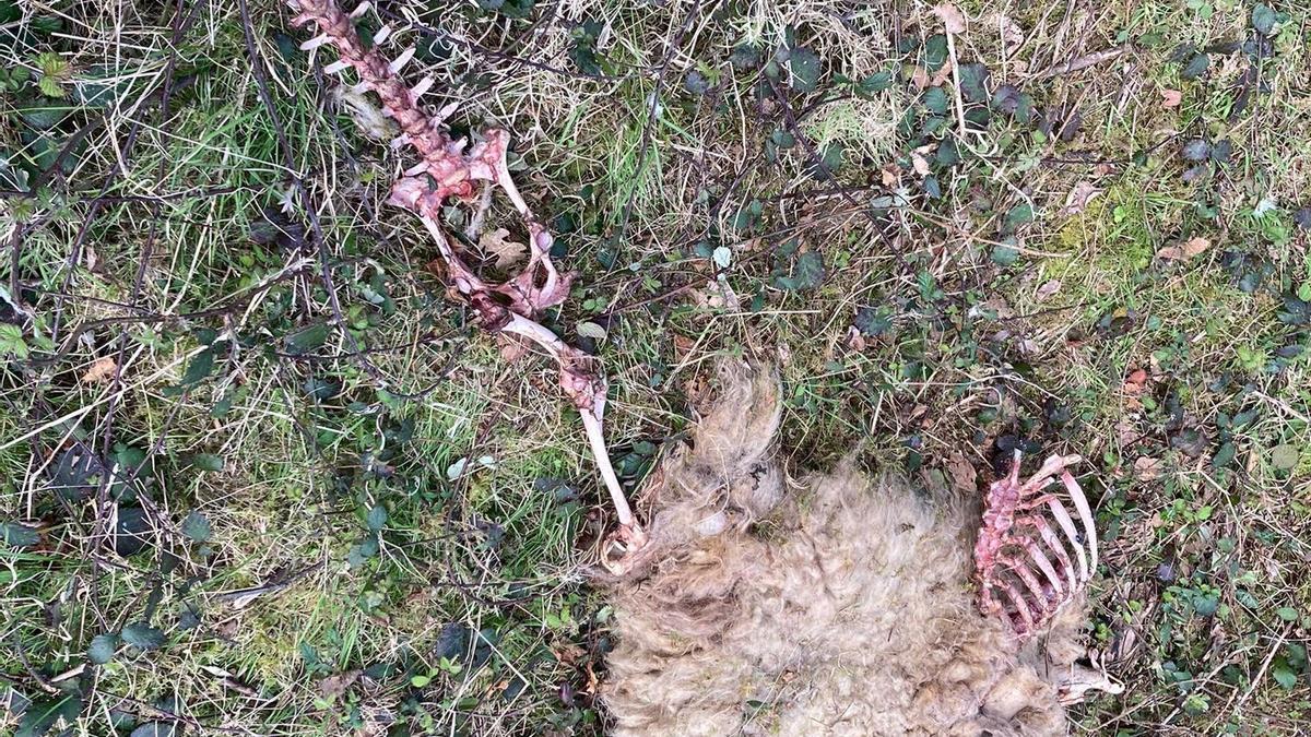 Una de las ovejas muerta tras el ataque del lobo