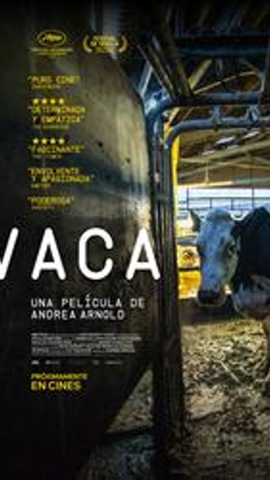 Vaca