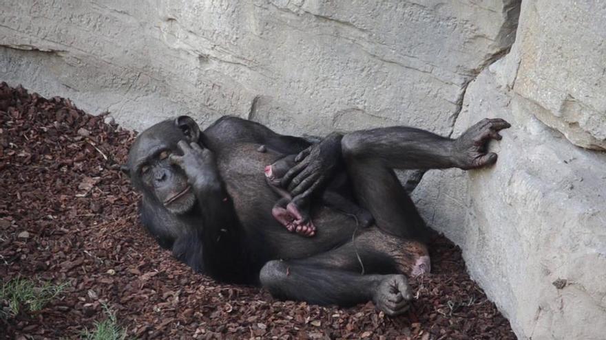 Bioparc València recibe el nacimiento de un chimpancé a la vista del público.