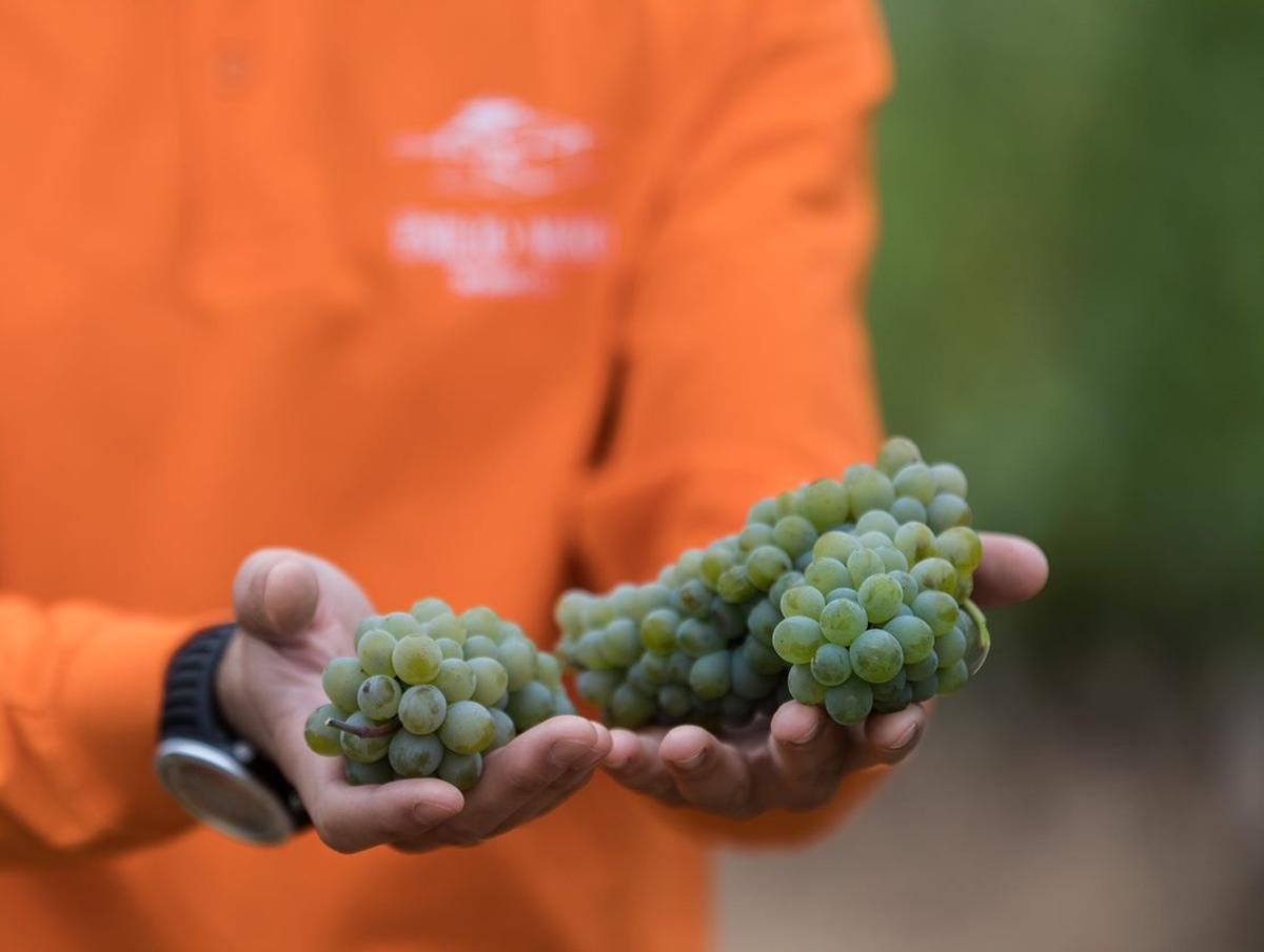 La variedad Godello, excelente en calidad.