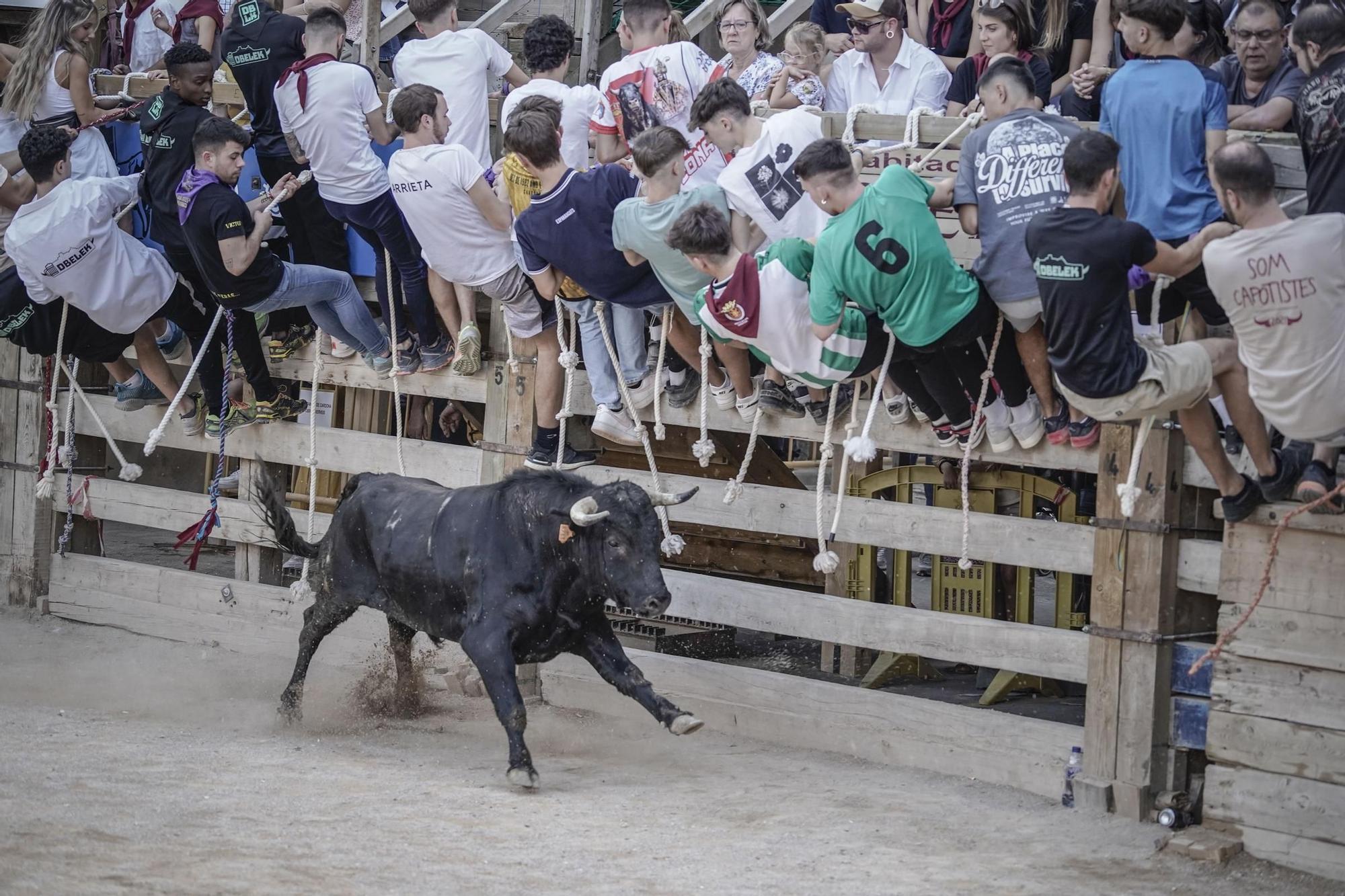 Correde bou de Cardona: imatges de la segona jornada