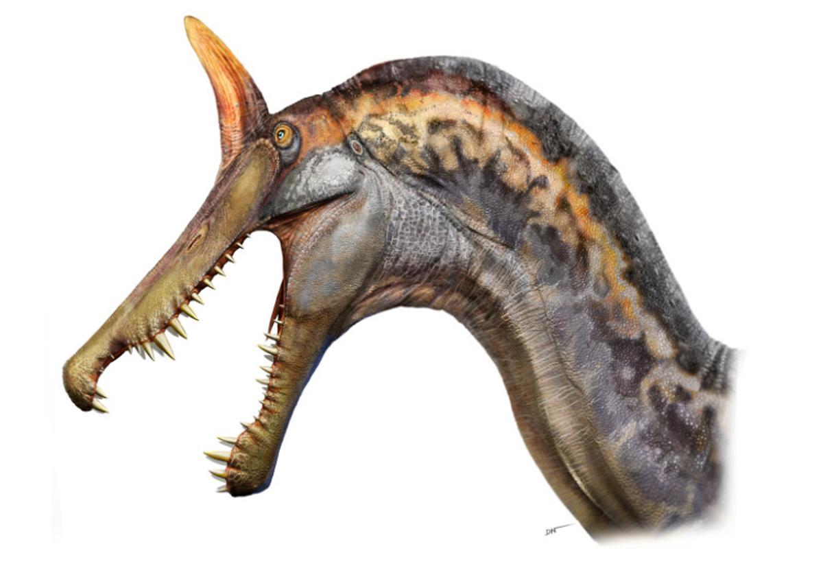 Tenía una enorme cresta en forma de cimitarra