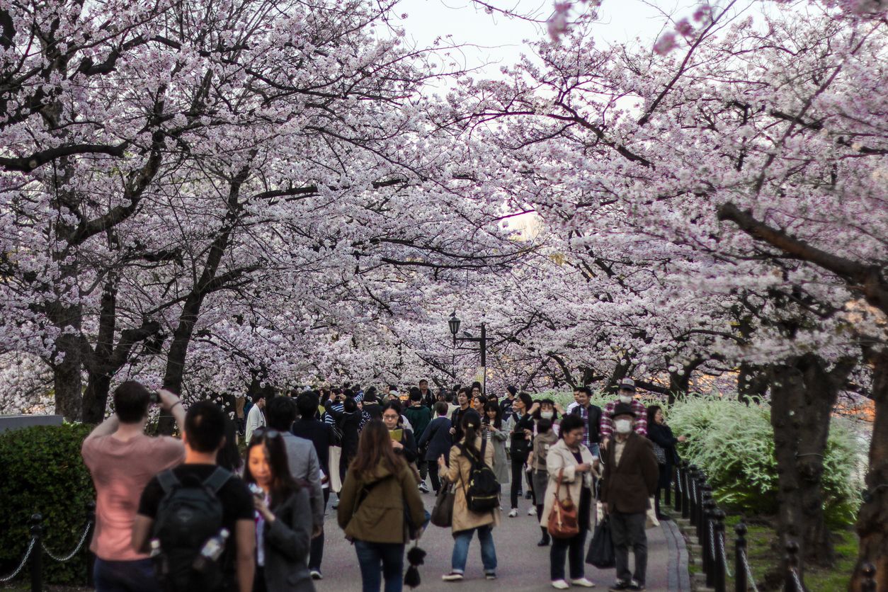 Los parques de Japón se convierten en los protagonistas para recibir la primavera