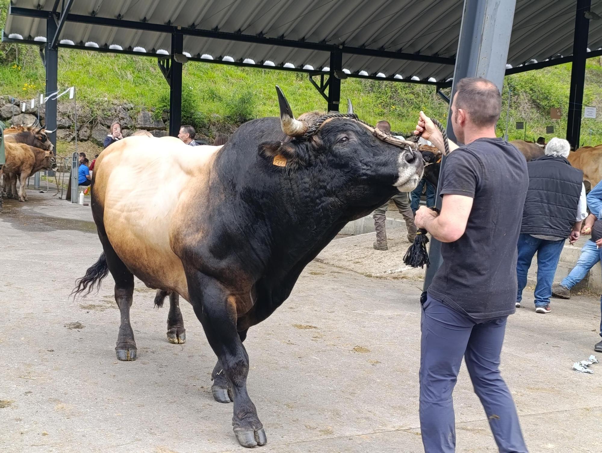 El XXXI Certamen-Exposición de Asturiana de los Valles de Teverga, en imágenes