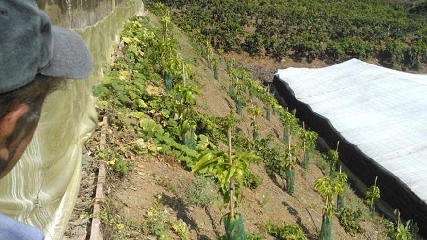 Una nueva explotación de mangos, situada entre invernaderos en el litoral más oriental de la comarca de la Axarquía.