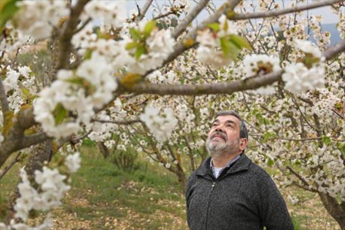 Conoce a la preciosa flor de cerezo