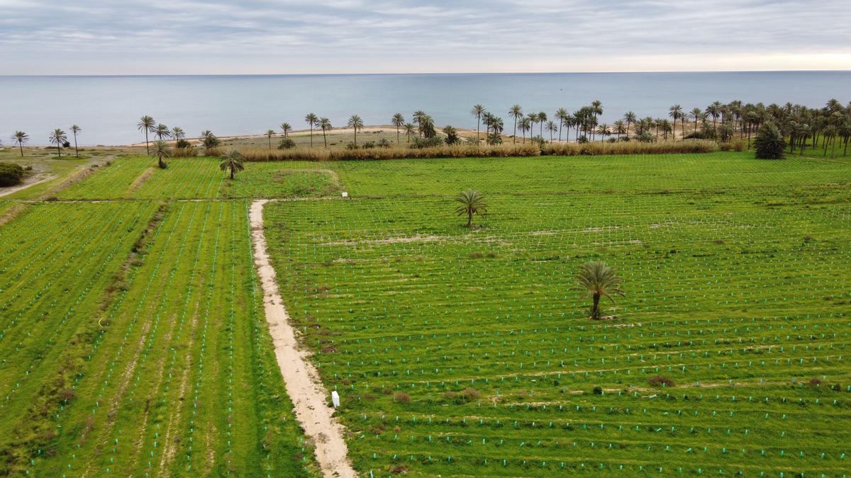 Finca de Lo Ferris plantada con 25.000 cepas de variedades autóctonas mediterráneas de vid