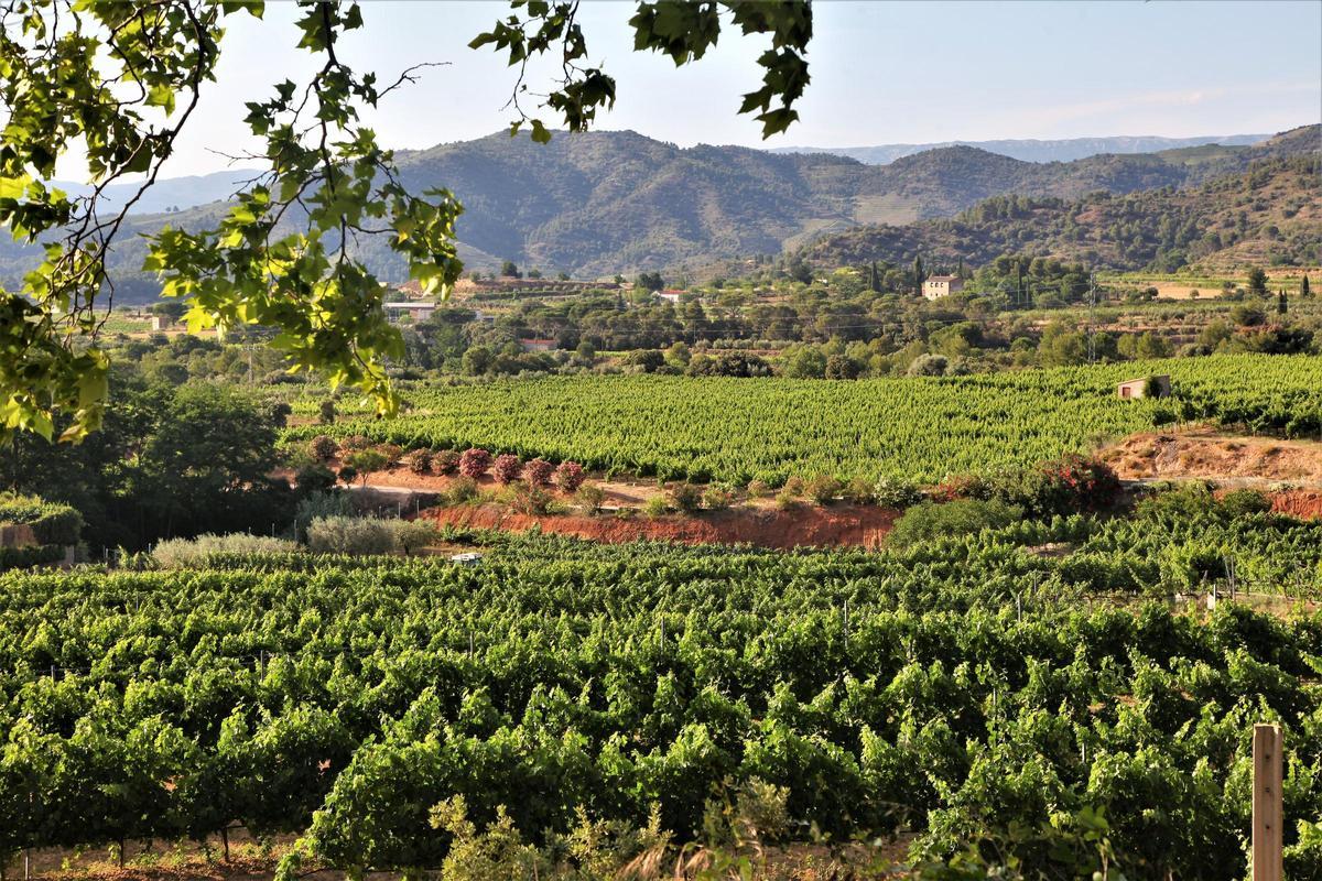 Vinyes a Falset, a la comarca del Priorat