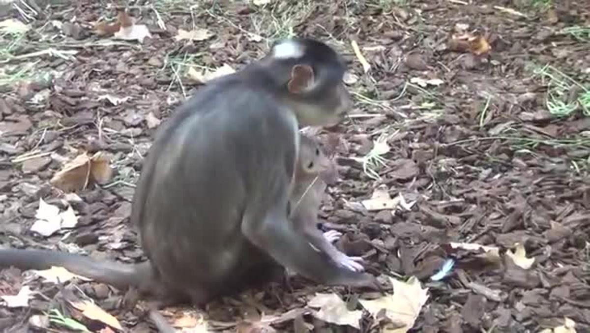 Neix un mangabei gris de coroneta blanca al Zoo de Barcelona