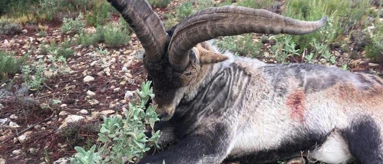 Imagen de una cabra hispánica afectada por la pandemia de sarna sarcóptica en el norte de la provincia de Castellón.