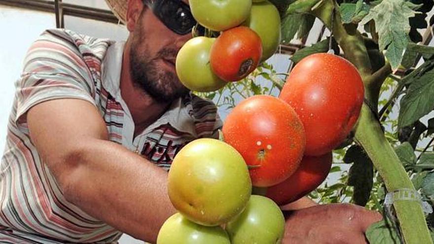 Plantas de variedades de tomates cruzadas y mejoradas en el invernadero de la EPSO.