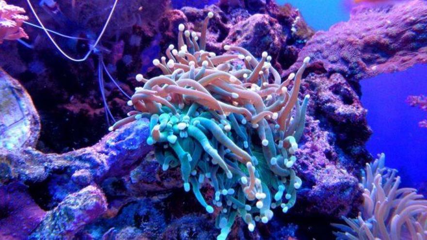 Así defienden los corales a sus islas para que la subida del nivel del mar no las hunda