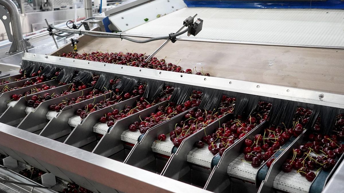 Cerezas en una máquina de distribución, en una imagen de archivo.