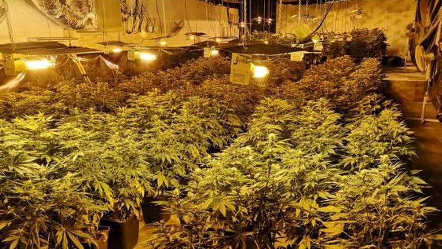 La plantación de marihuana que los agentes de la Policía Nacional han desmantelado en Elda.