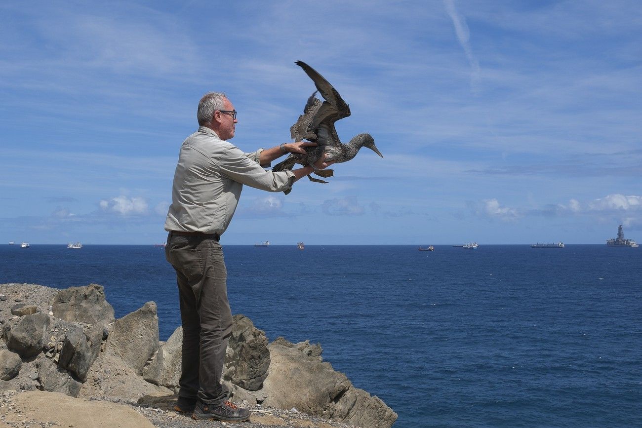 Suelta de un alcatraz en La Laja